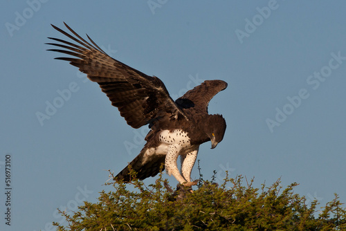 Martial Eagle on tree in Africa