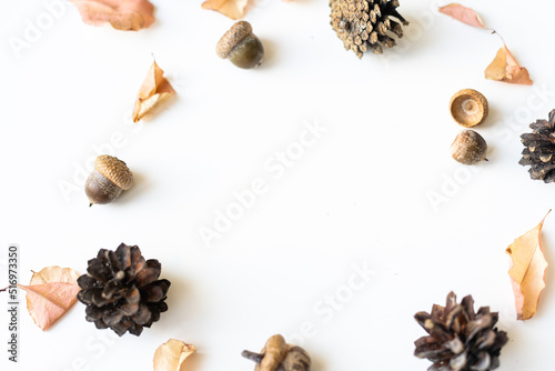 dry leaves, cones and acorns on a white background