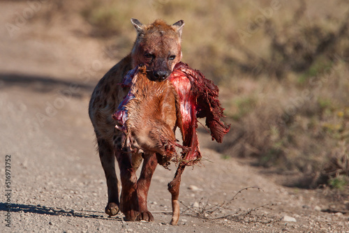 Hyena with carcass in the wild