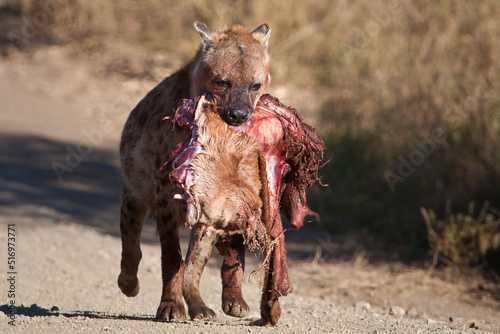 Hyena with carcass in the wild