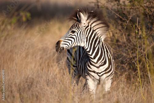 Baby Zebra in long grass