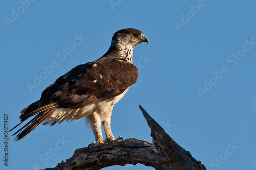 Martial Eagle on tree in Africa