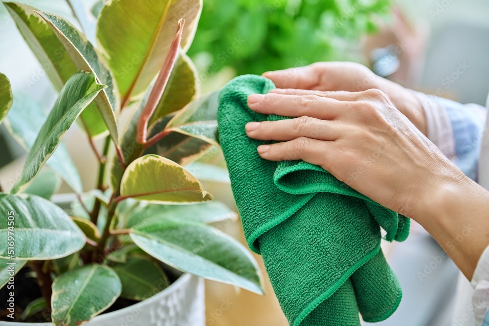 Woman caring for house plants in pots, wiping dirt and dust from plant leaves