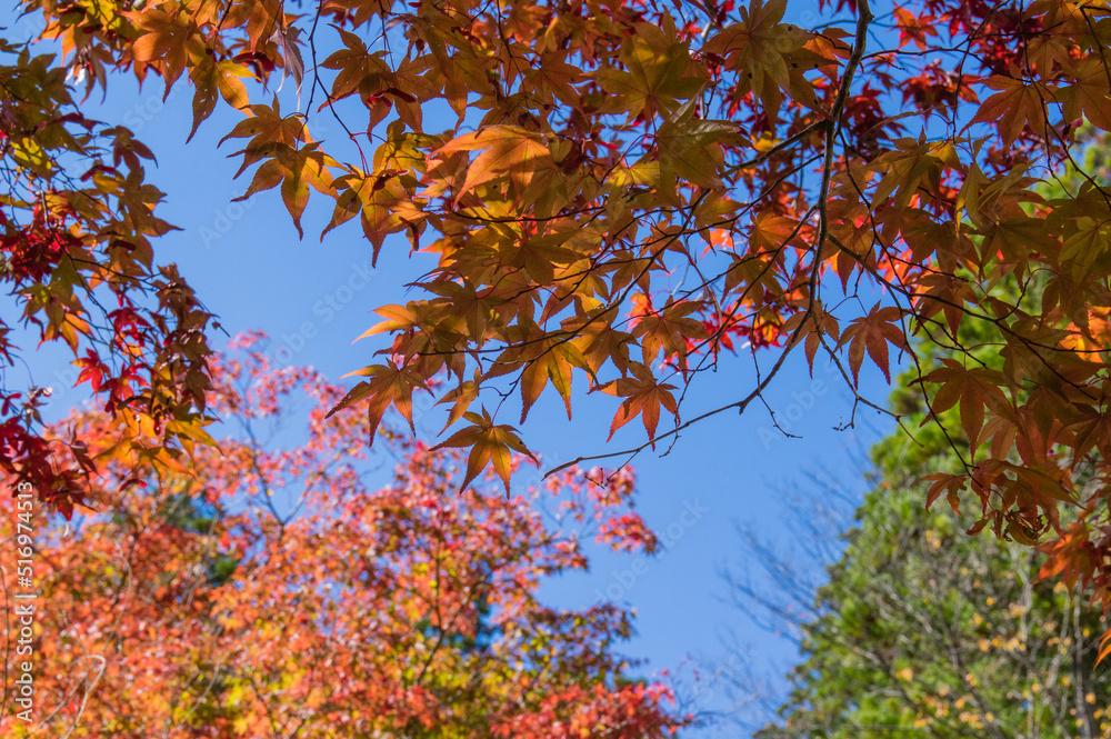 高野山(和歌山県高野町)の紅葉