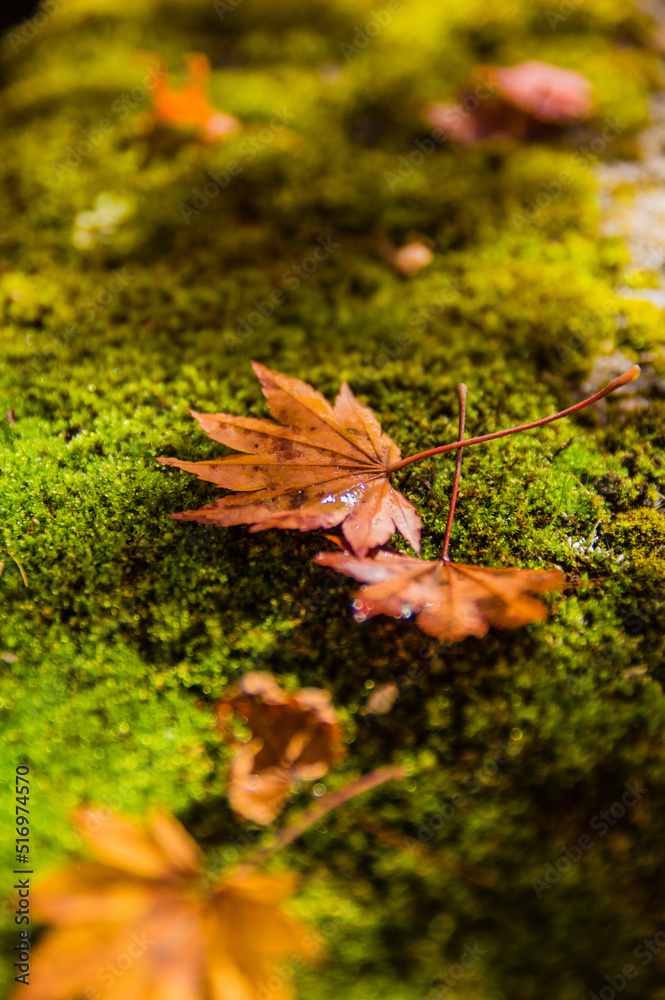 高野山(和歌山県高野町)の紅葉