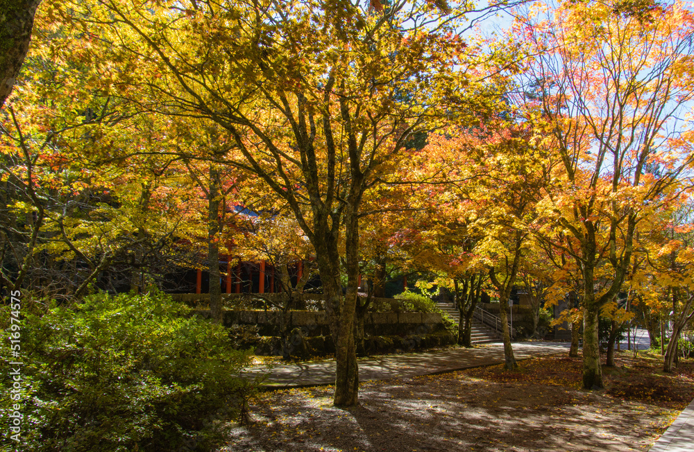 Naklejka premium 高野山(和歌山県高野町)の紅葉