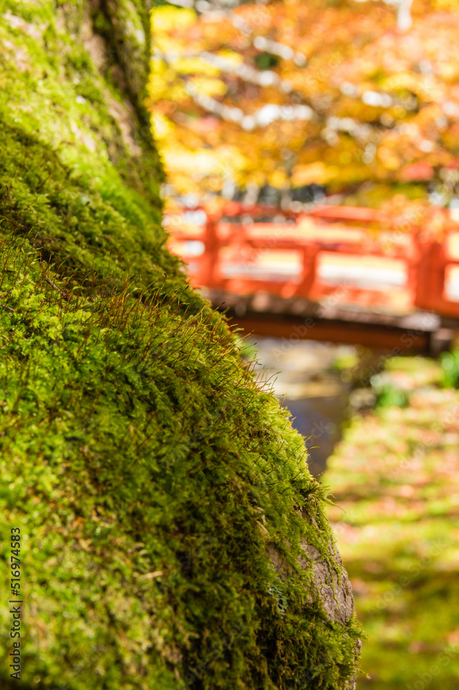 高野山(和歌山県高野町)の紅葉