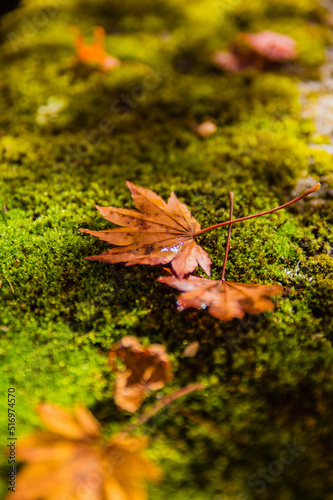 Obraz na płótnie 高野山(和歌山県高野町)の紅葉 w salonie