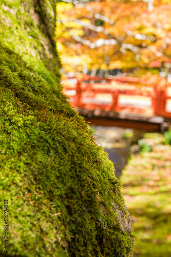 Obraz na płótnie 高野山(和歌山県高野町)の紅葉 w salonie