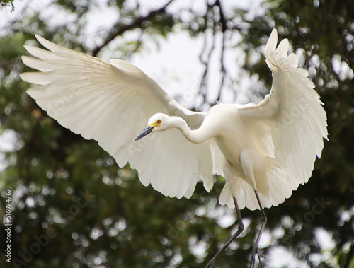 white herons sitting on the branch of a tree with their wings flying up 