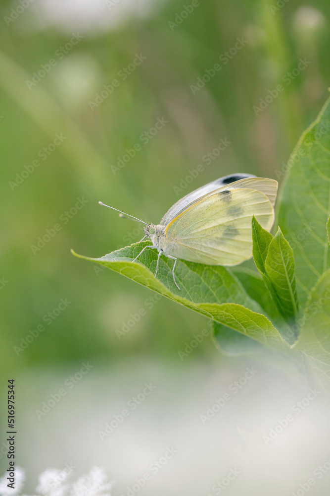 Fototapeta premium Large cabbage white butterfly (Pieris rapae) hides in green bushes.