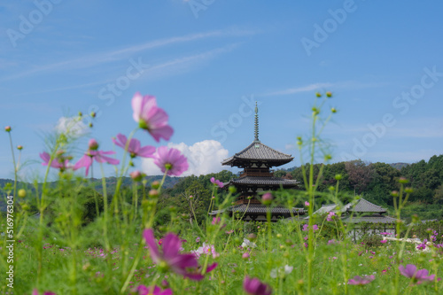 法起寺（奈良県生駒郡斑鳩町）のコスモス