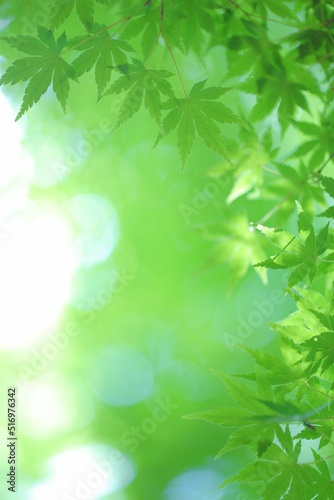 新緑 清らかな緑 © Tetsuya Mitai