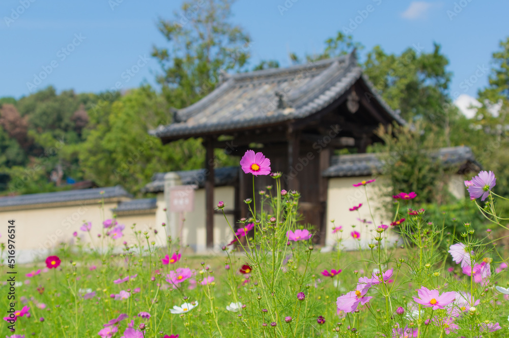 法起寺(奈良県生駒郡斑鳩町)のコスモス