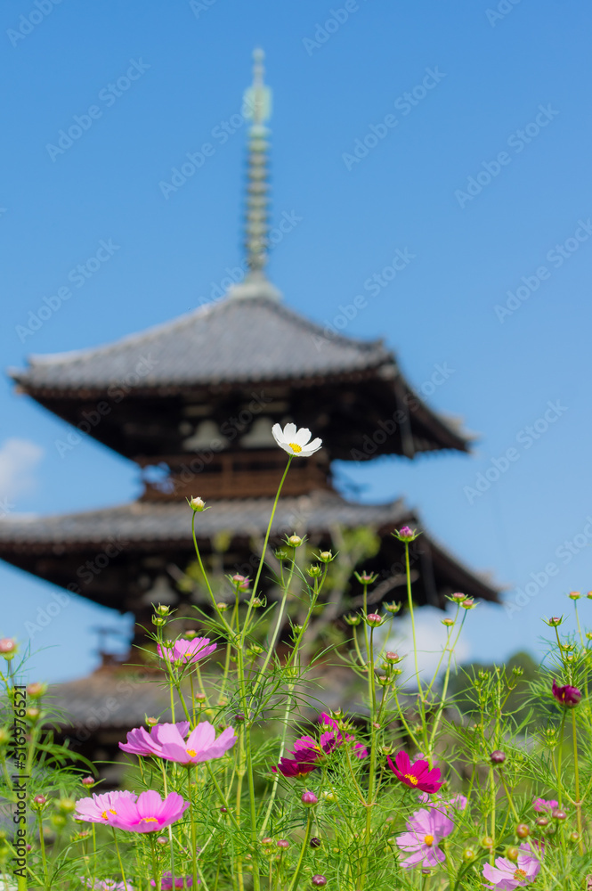 法起寺(奈良県生駒郡斑鳩町)のコスモス