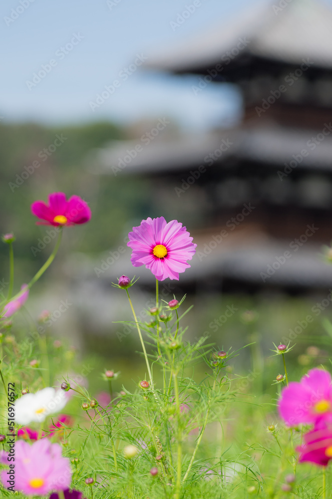 法起寺(奈良県生駒郡斑鳩町)のコスモス