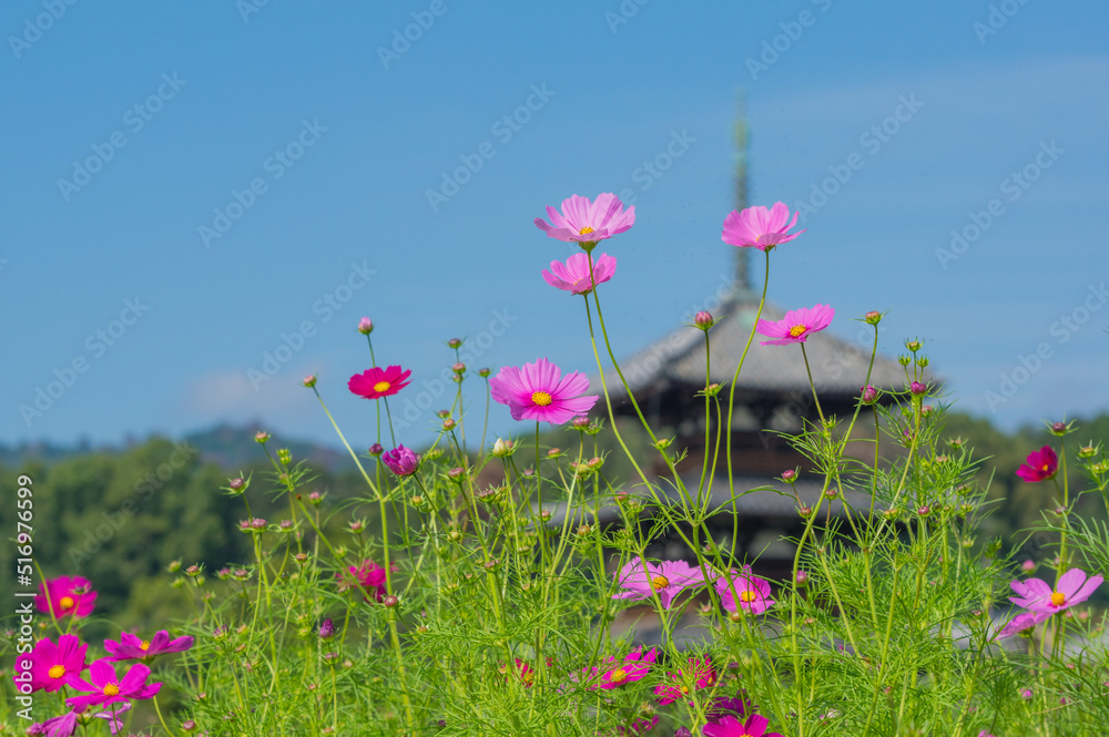 法起寺(奈良県生駒郡斑鳩町)のコスモス