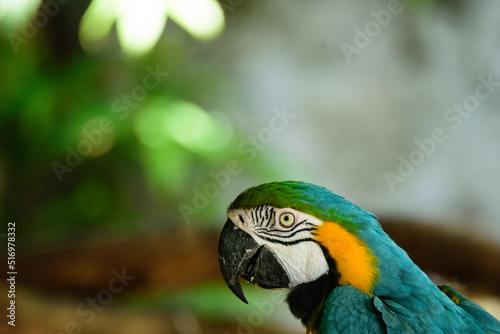 Closeup Macaw, a beautiful colorful parrot.