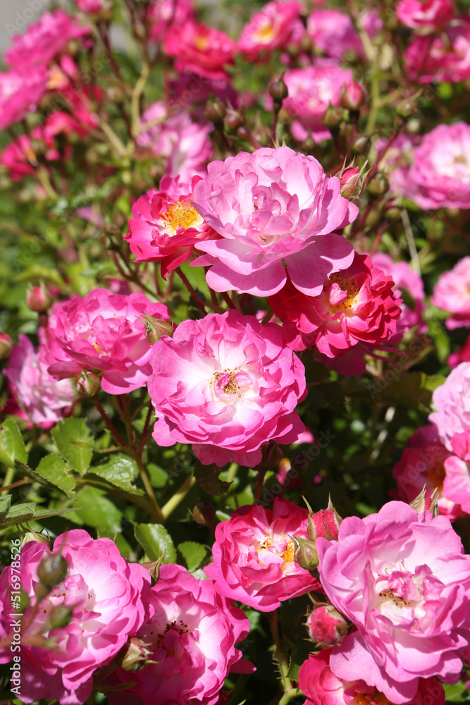 Pink roses (grade Pink Amorina, De Ruiter Innovations B. V.) in Moscow garden. Buds, inflorescence of flower closeup. Summer nature. Postcard with pink rose. Roses blooming. Pink flowers, rose blossom Pink roses (grade Pink Amorina, De Ruiter Innovations B. V.) in Moscow garden. Buds, inflorescence of flower closeup. Summer nature. Postcard with pink rose. Roses blooming. Pink flowers, rose blossom