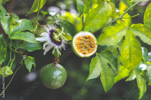 Half cut passion fruit with flower | Passiflora edulis