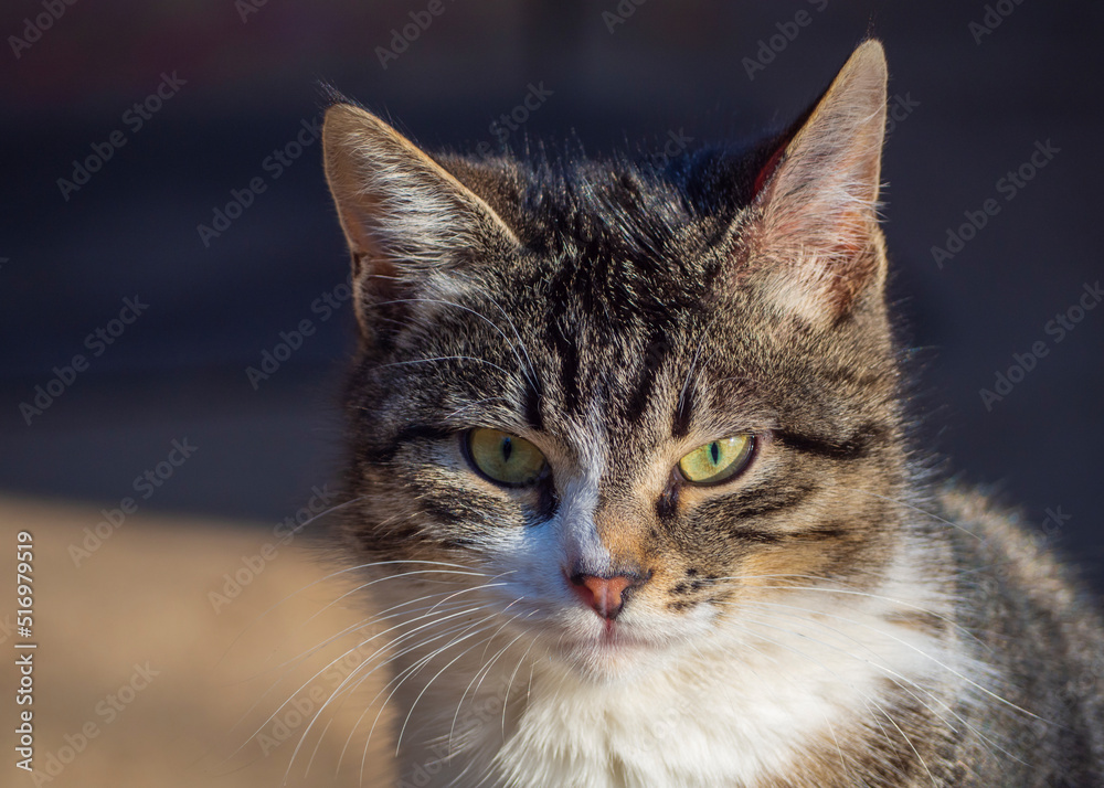 A beautiful multi colored domestic cat with a thoughtful look looks into the camera. Close-up of the muzzle of a striped cat in front on a dark background A beautiful multi colored domestic cat with a thoughtful look looks into the camera. Close-up of the muzzle of a striped cat in front on a dark background