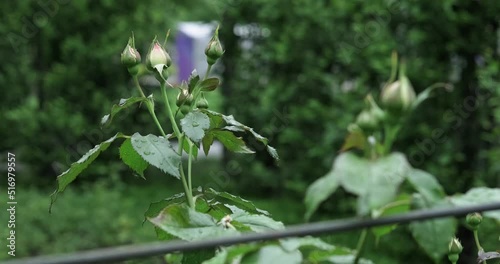 Rosebuds in the city park, urban landscaping, beautiful flowers. High quality 4k footage