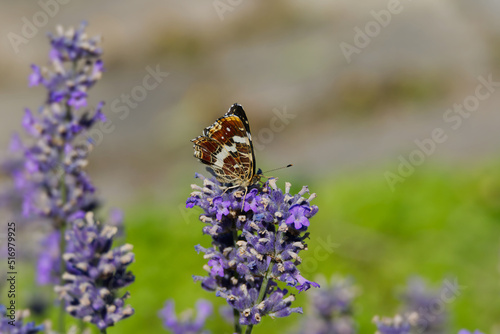фотографія Map butterfly (Araschnia levana) with closed wings sitting on lavender in Zurich