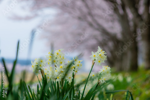 Obraz na płótnie 桜と水仙 w salonie