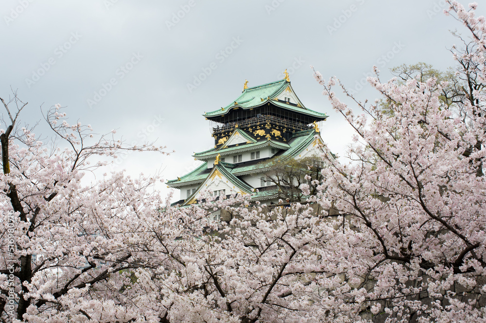 大阪城の桜