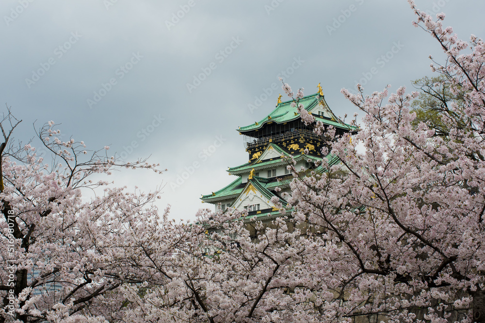 大阪城の桜