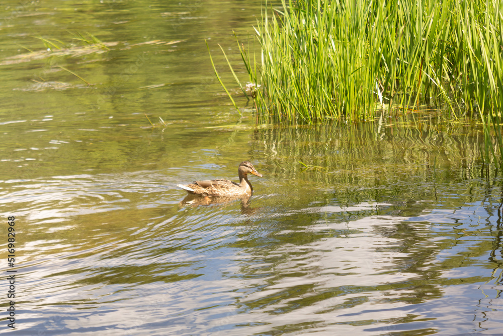 Organic wild duck on the pond, selective focus Organic wild duck on the pond, selective focus