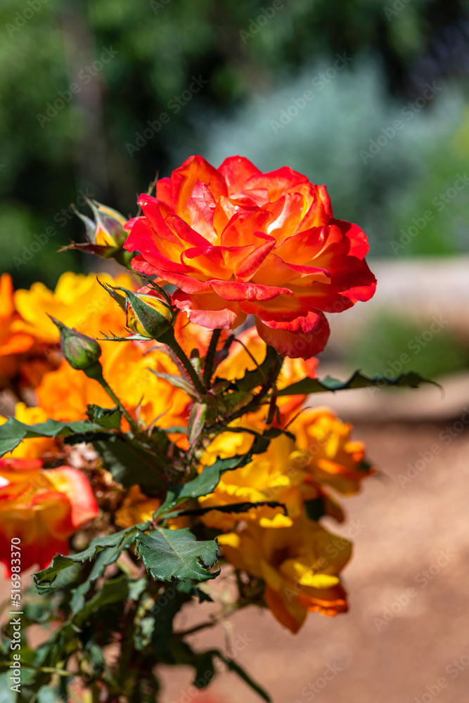 red yellow rose flowers closeup on blurred nature background red yellow rose flowers closeup on blurred nature background