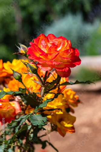 red yellow rose flowers closeup on blurred nature background