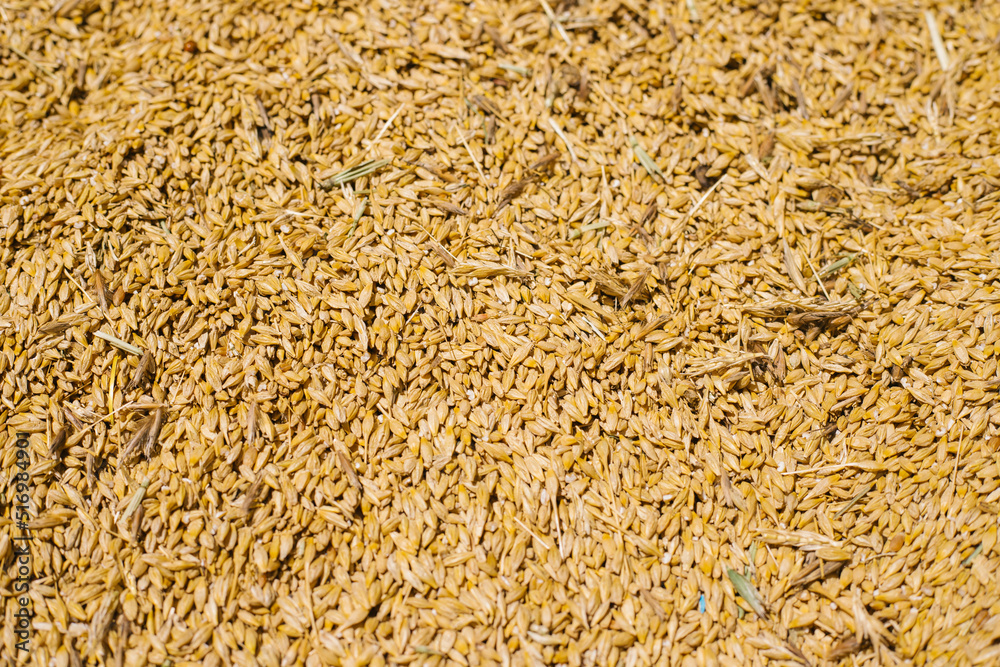Grain close-up. Harvest in agriculture. Barley, rye or wheat. Background of cereals. Grain texture. Bright sunlight. Grain close-up. Harvest in agriculture. Barley, rye or wheat. Background of cereals. Grain texture. Bright sunlight.