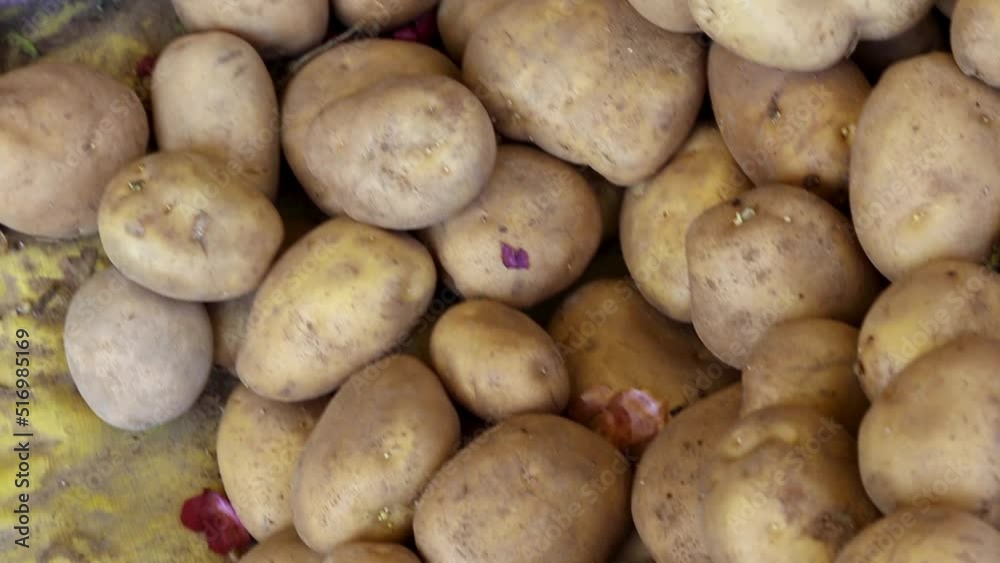 fresh organic potatoes from farm close up from different angle fresh organic potatoes from farm close up from different angle
