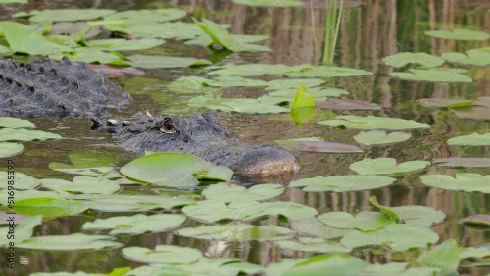 a close up tracking shot of an alligator swimming and approaching at the everglades national park in florida, usa a close up tracking shot of an alligator swimming and approaching at the everglades national park in florida, usa