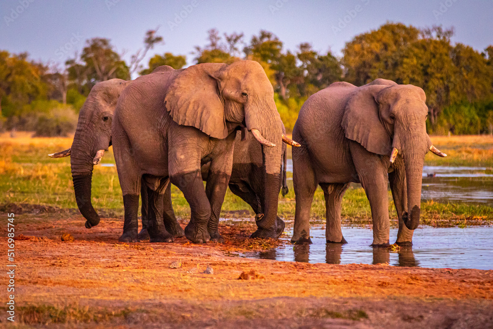 Obraz premium Afrikanische Elefanten (Loxodonta africana) im Okavanga Delta in Botswana zur Abenddämmerung