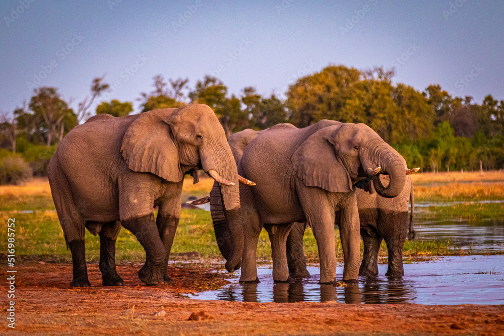 Obraz premium Afrikanische Elefanten (Loxodonta africana) im Okavanko Delta, Botswana