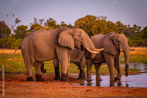 Afrikanische Elefanten (Loxodonta africana) im Okavanga Delta in Botswana zur Abenddämmerung © Jearu