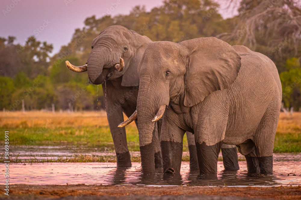 Afrikanische Elefanten (Loxodonta africana) im Okavanko Delta, Botswana