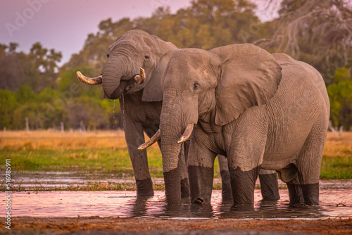 Afrikanische Elefanten  Loxodonta africana  im Okavanko Delta  Botswana