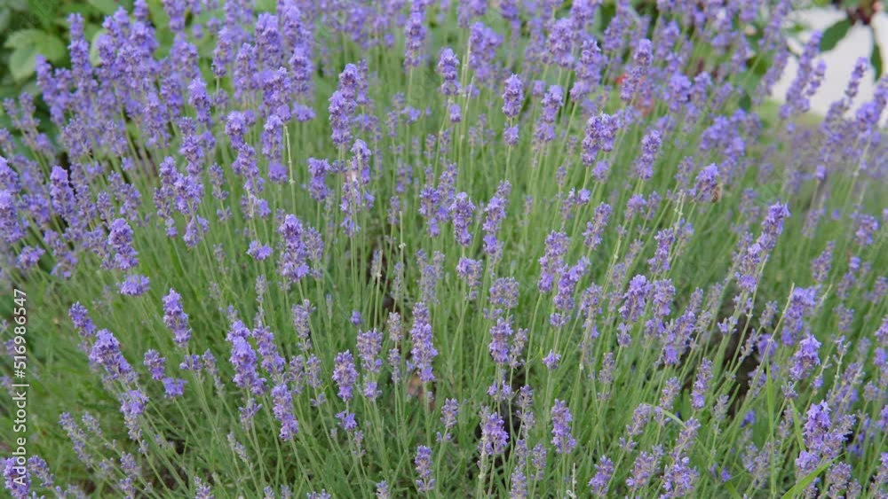 Close-up, lovely lavender flowers, fragrant purple bush, aromatherapy concept. Close-up, lovely lavender flowers, fragrant purple bush, aromatherapy concept.