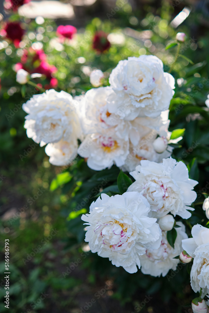 White peonies in the garden White peonies in the garden