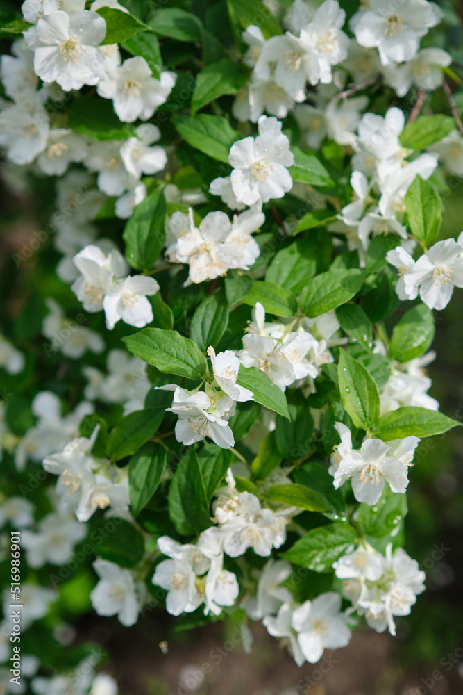 close up of jasmine flowers in a garden close up of jasmine flowers in a garden