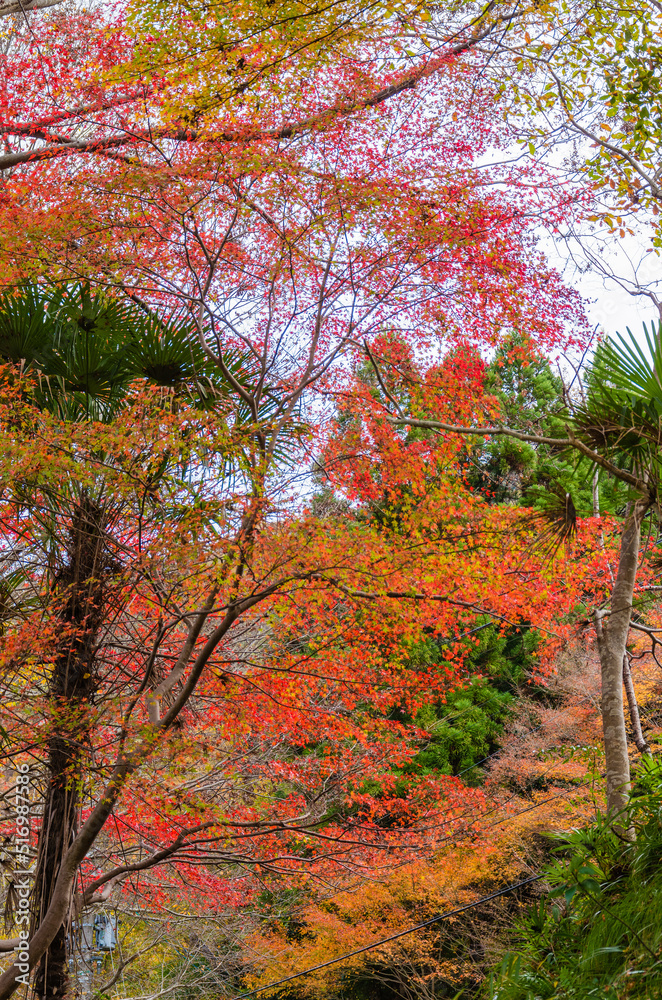 紅葉の瑠璃光院（京都府左京区）