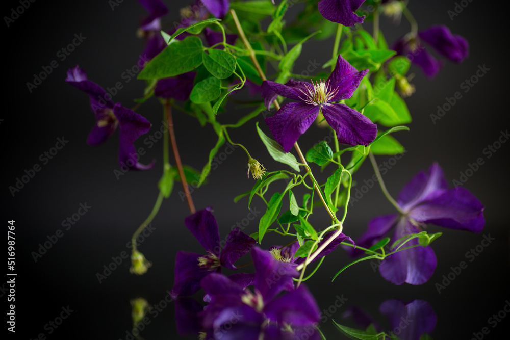 beautiful blooming clematis on a black background