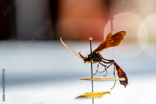 Фотография pinned ichneumon wasp specimen in an entomology insect collection