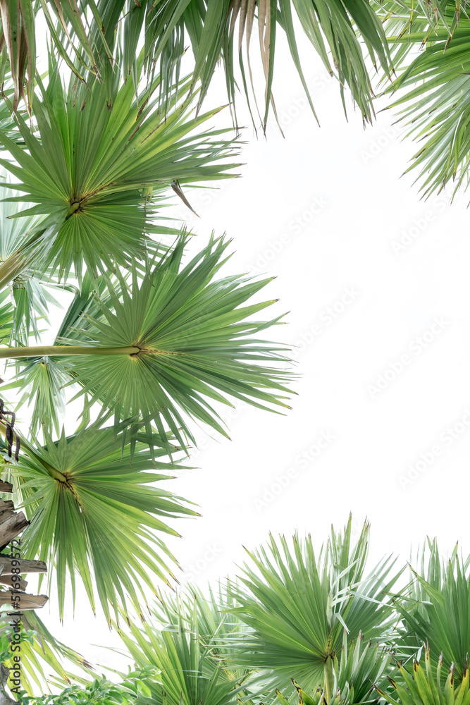 Green palms leaves isolated on white background