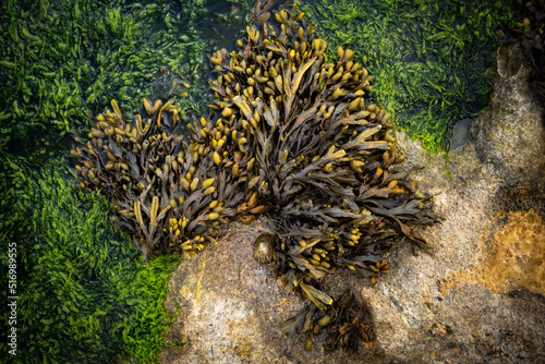 Looking down on bladderwrack seaweed and green algae on coastal rocks , west coast of Ireland