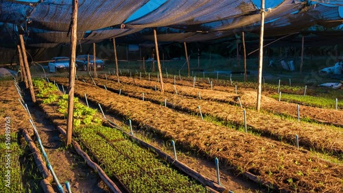 Timelapse of agriculturist harvesting green oak and red oak in plantation